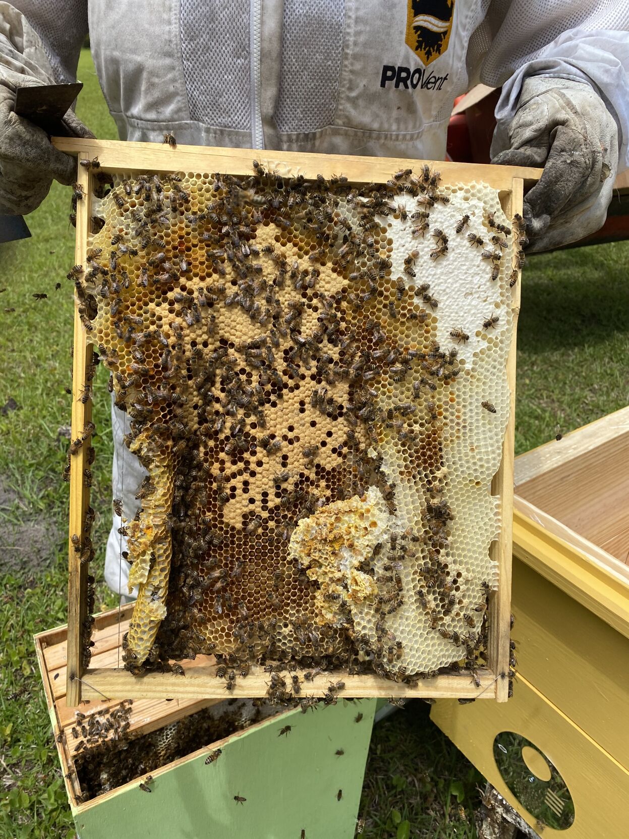 R und R Acres Honigbienen